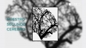 Nuestro segundo cerebro