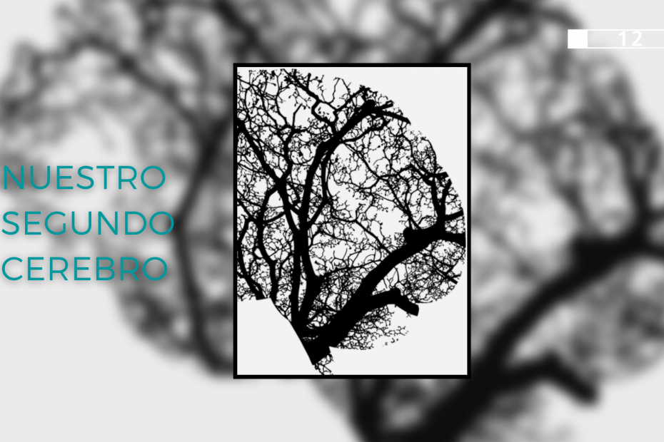 Nuestro segundo cerebro